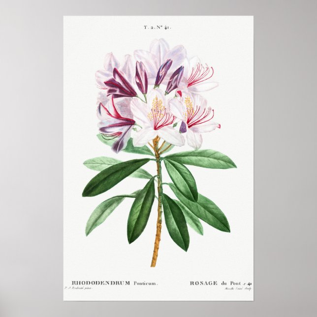 Blume Vintage botanische Kunst Poster (Vorne)