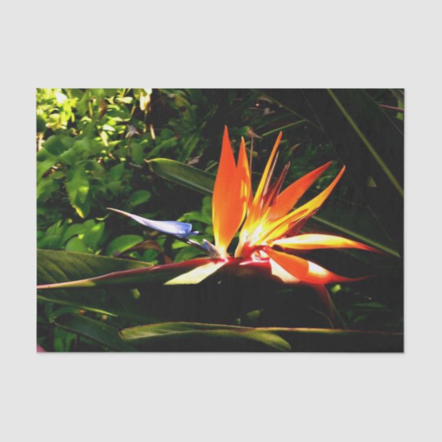 Blume-Vogelgefecht Seidenpapier (Vorderseite)