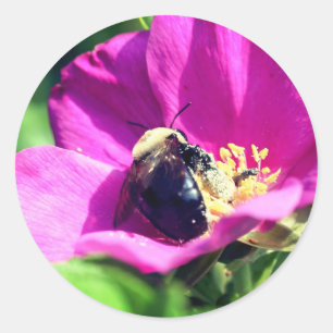 Blume von Doppel-Duty-Bienen Runder Aufkleber