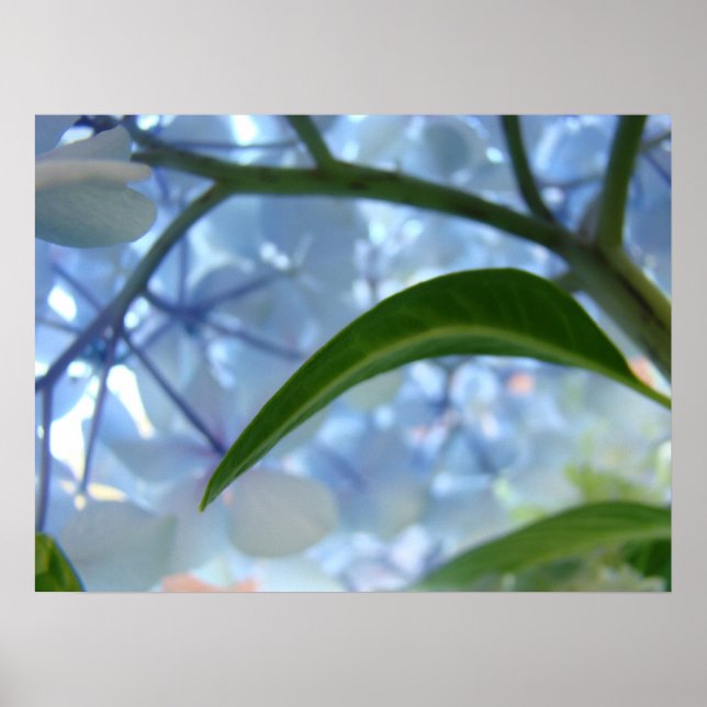 Blume von Fine Art Floral Blue Hydrangea Poster (Vorne)