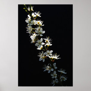 Blume von Hawthorn Poster