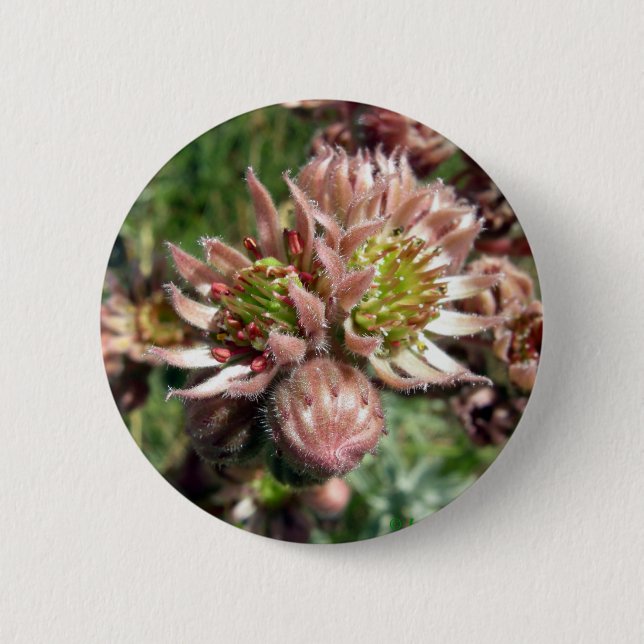 Blume von Hennen und Küken (Sempervivum) Button (Vorderseite)
