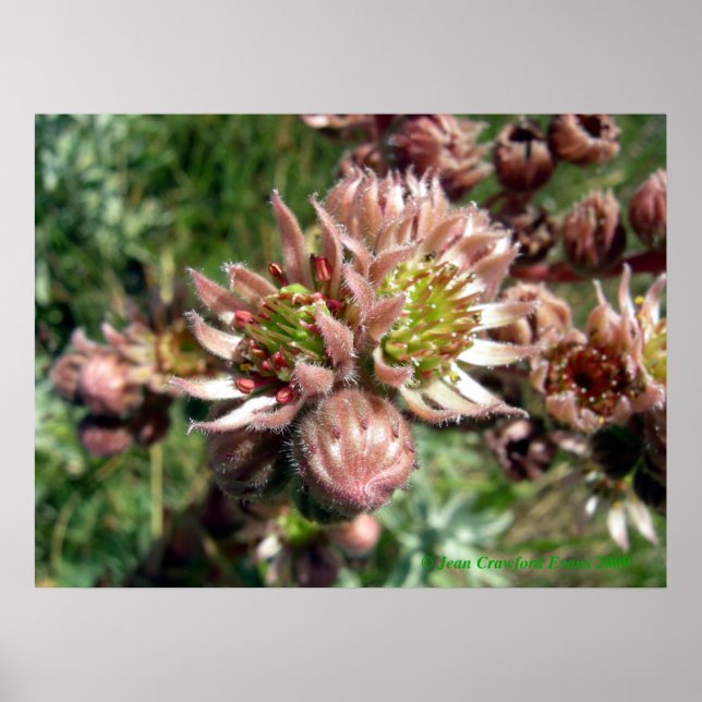 Blume von Hennen und Küken (Sempervivum) Poster (Vorne)