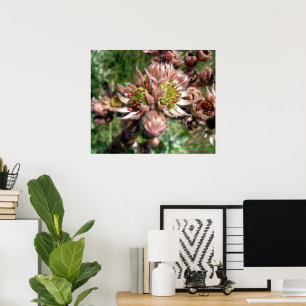 Blume von Hennen und Küken (Sempervivum) Poster