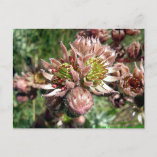 Blume von Hennen und Küken (Sempervivum) Postkarte
