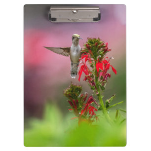Blume von Humingvogel und Kardinal Klemmbrett