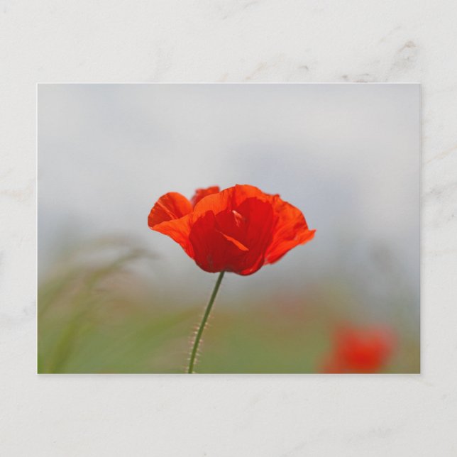 Blume von Mohn in einem Feld. Postkarte (Vorderseite)