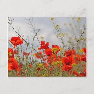 Blume von Mohn in einem Feld. Postkarte