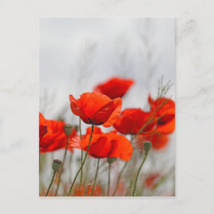 Blume von Mohn in einem Feld. Postkarte