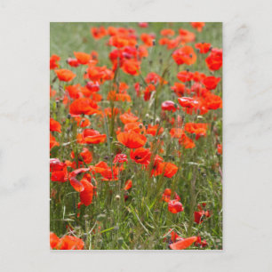 Blume von Mohn in einem Feld. Postkarte