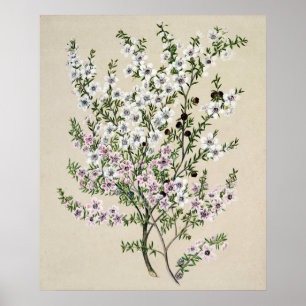 Blume von Neuseeland Manuka (Leptospermum Scopariu Poster