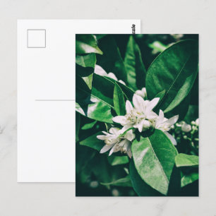 Blume von Orangenbaum bei Sonnenlicht Postkarte