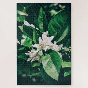 Blume von Orangenbaum bei Sonnenlicht Puzzle