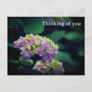 Blume von Pink und White Hydrangea Postkarte