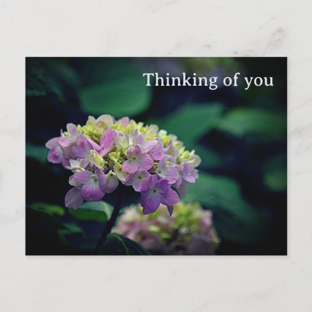 Blume von Pink und White Hydrangea Postkarte (Vorderseite)