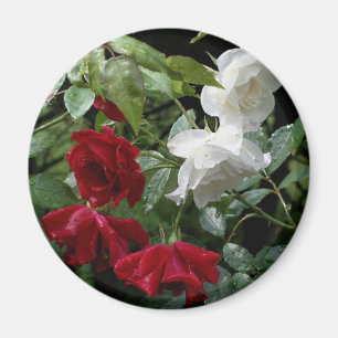 Blume von Rose Magnet
