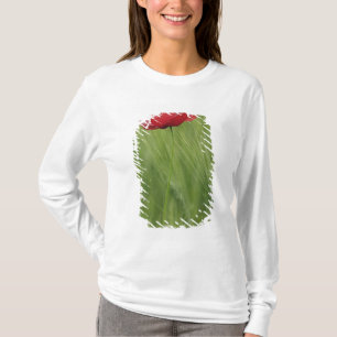 Blume von Rotem Mohn bei Weizenpflanzen, Toskana, T-Shirt