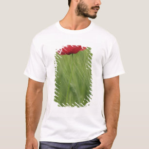 Blume von Rotem Mohn bei Weizenpflanzen, Toskana, T-Shirt