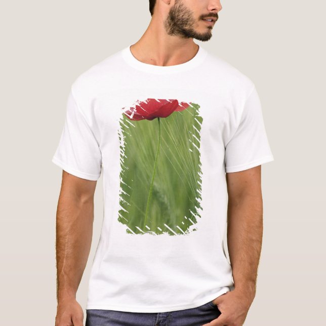 Blume von Rotem Mohn bei Weizenpflanzen, Toskana, T-Shirt (Vorderseite)