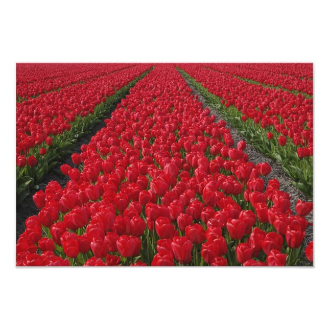 Blume von Tulpen, Niederlande, Holland Fotodruck (Vorne)