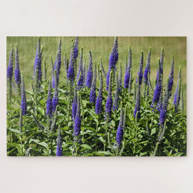 Blume von Violettfarben Blazing Stars Puzzle (Horizontal)