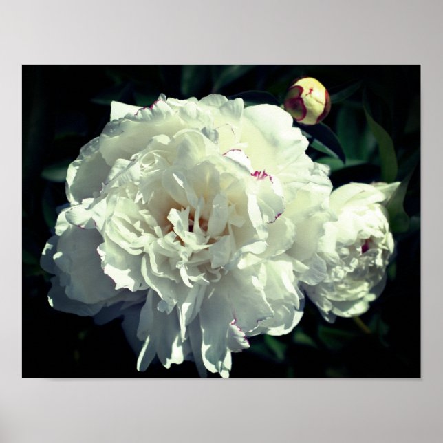 Blume von weißem Peony in Bühnen des Blutes Poster (Vorne)