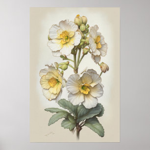 Blume von White Primrose Art Print Poster