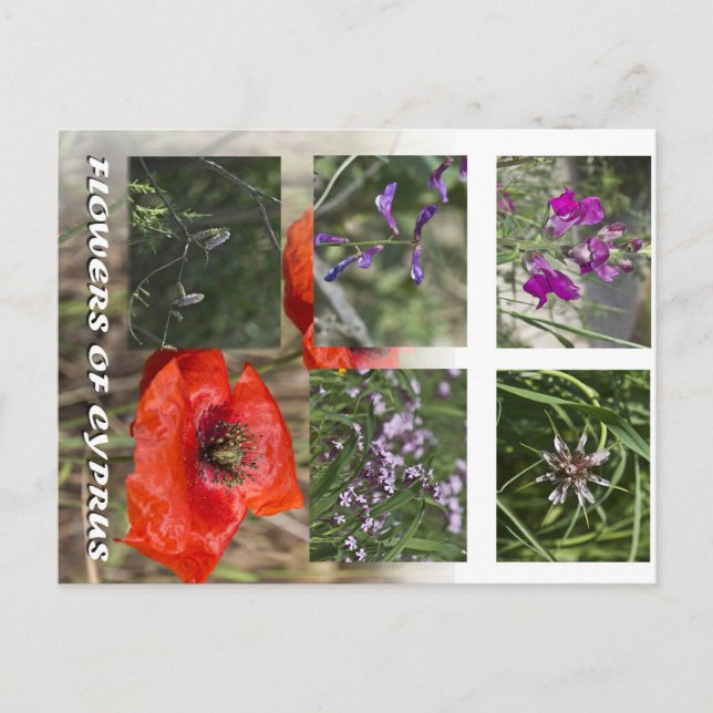 Blume von Zyrusfrüchten nach Behandlung Postkarte (Vorderseite)