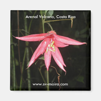 Blume, Vulkan Arenal, Costa Rica Magnet