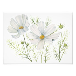 Blume Wasserfarbe Weißer Kosmos Botanische Malerei Fotodruck