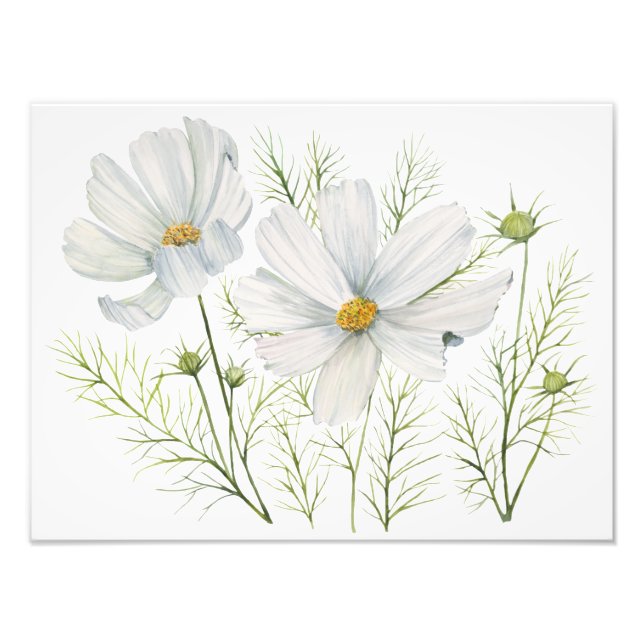 Blume Wasserfarbe Weißer Kosmos Botanische Malerei Fotodruck (Vorne)