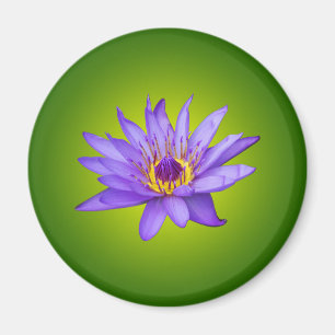 Blume Wasserlilie Wasserbecken Lila Wasser Blüte Magnet