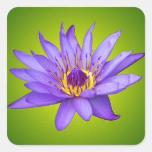 Blume Wasserlilie Wasserbecken Lila Wasser Blüte Quadratischer Aufkleber