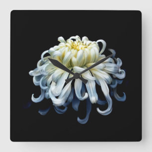 Blume   Weißer Chrysanthemum Quadratische Wanduhr
