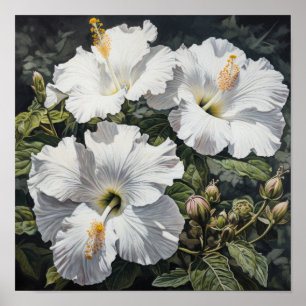 Blume Weißer Hibiskus Art Print Poster