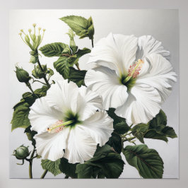 Blume Weißer Hibiskus Art Print Poster