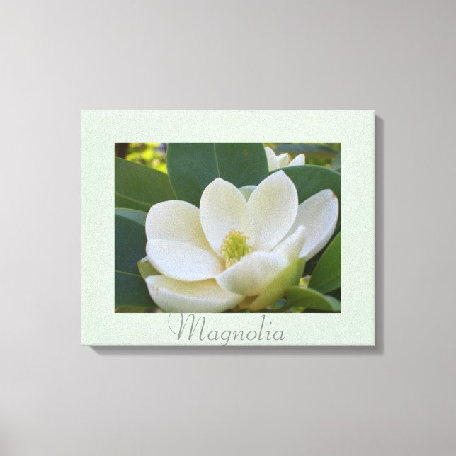 Blume Weißes Magnolia Kunst, Dichtung und Musik Leinwanddruck (Vorderseite)
