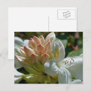 Blume White Azalea Postkarte