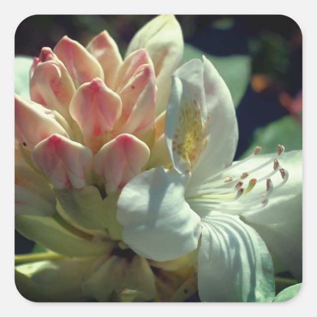 Blume White Azalea Quadratischer Aufkleber (Vorderseite)