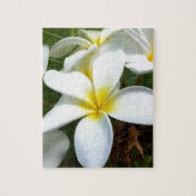 Blume White Hawaii Plumeria
