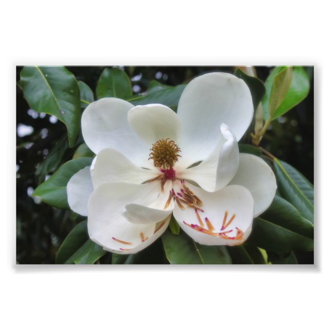 Blume White Magnolia Fotodruck (Vorne)