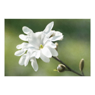 Blume White Magnolia Fotodruck