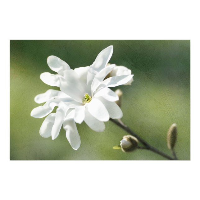 Blume White Magnolia Fotodruck (Vorne)