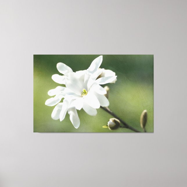 Blume White Magnolia Leinwanddruck (Vorderseite)