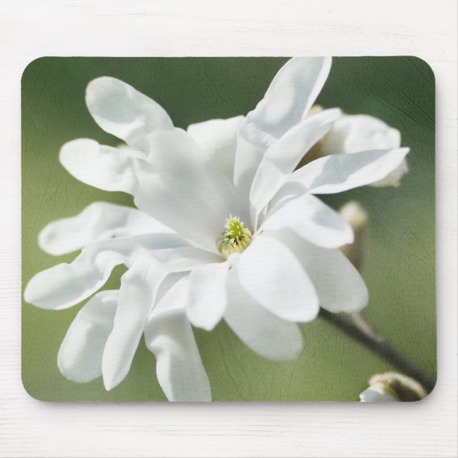 Blume White Magnolia Mousepad (Vorne)