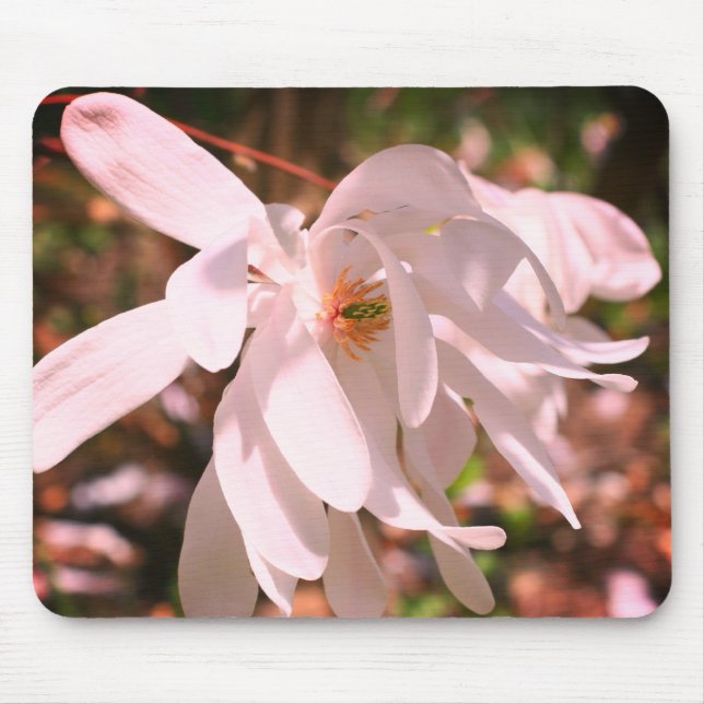 Blume White Magnolia Mousepad (Vorne)
