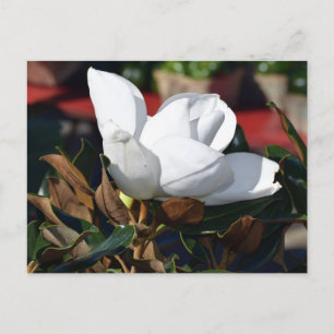 Blume White Magnolia Postkarte