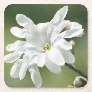 Blume White Magnolia Rechteckiger Pappuntersetzer