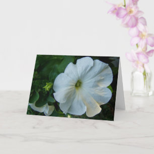 Blume White Petunia Karte