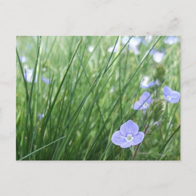 Blume-Wiese-Postkarte Postkarte (Vorderseite)